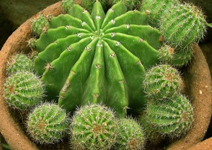 cactus